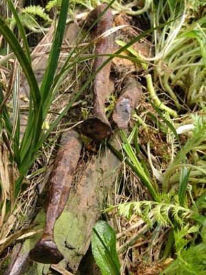 Campbell Island, pins and timber Campbell Island, pins and timber
