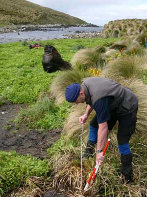 Campbell Island, Norm Judd probing